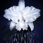 Guerlain Orchidée Imperiale La Creme De Logenvity 50ml