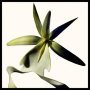 Tom Ford Black Orchid Reserve Parfum 50ml