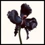 Tom Ford Black Orchid Reserve Parfum 100ml