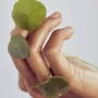 Erborian Centella Creme 50ml